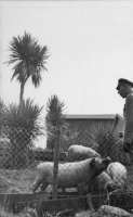 A German officer examines a herd of pigs