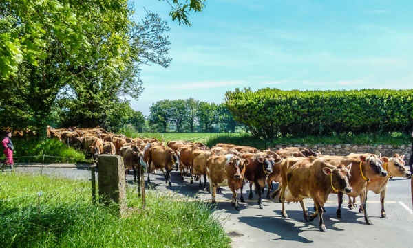 Heading home for milking