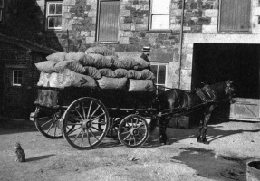 Potatoes destined for the war effort in World War 1