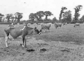 Once seemingly every farm in Jersey had a small herd, but no longer