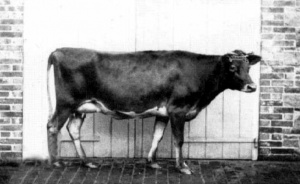 MrDorey's Kedive'sPrimrose