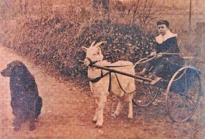 Harold Langlois's goat cart
