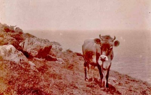 A cow grazing at Sorel in 1912