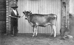 Jersey cow in 1880