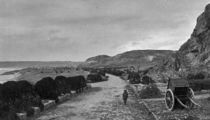 Piles of vraic line the road at La Pulente in 1925