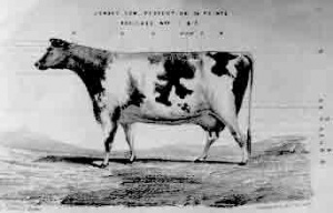 Colonel John Le Couteur's drawing of his ideal Jersey cow in 1849