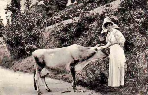 A milkmaid with a cow in a Jersey lane