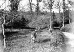 Albert Smith photograph of cows in St Lawrence