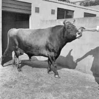 A Jersey bull