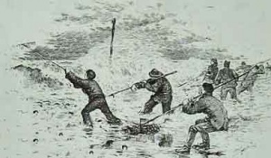 Collecting vraic in 1888