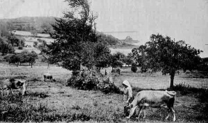 Cows grazing above St Catherine