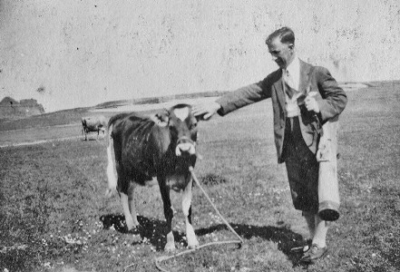 A heifer on the Royal Jersey golf course