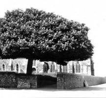 St Lawrence Church with a fine horse chestnut tree in front