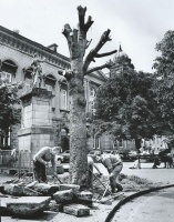 Removing a dead tree in 1978