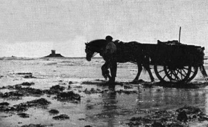 A vraic cart in St Ouen's Bay