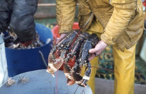 Lobsters