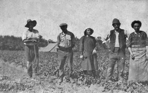 Farm workers at St Brelade in 1928
