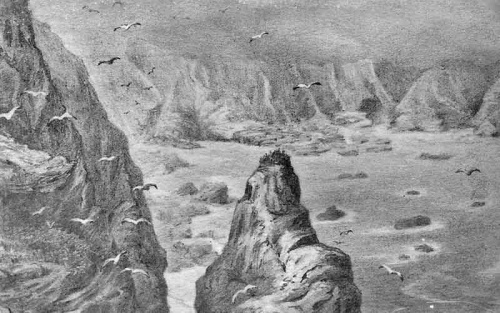 Seagulls over Devil's Hole