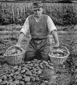 Jack A'Court with potatoes harvested at the L'Etacq farm
