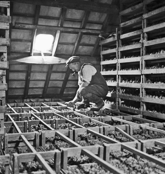 File:W24StackingPotatoes1946.png