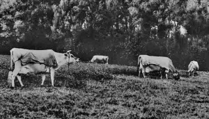 Jersey cattle were frequently covered with coats in the fields. The old Jersey joke suggested that this was to keep them dry in the rain so that the milk did not get diluted!
