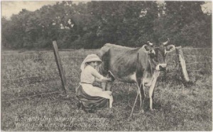 Milking a Jersey in the field