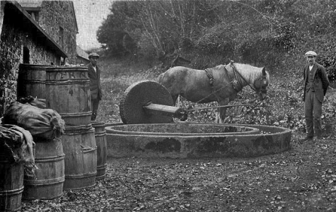 A horse pulling an outdoor apple crusher