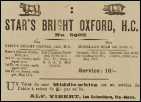 1920 advert in the Chronique de Jersey