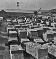 Lorries queuing with tomatoes for export