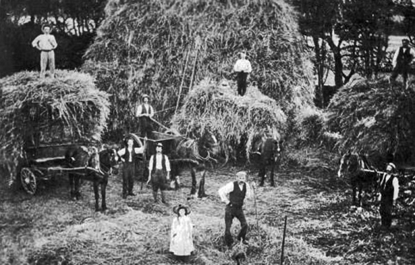 Threshing on a Renouf farm in 1900
