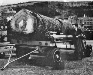 John Norman with a giant log
