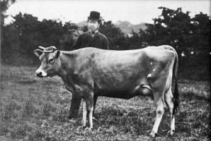 Aster 2nd, a champion Jersey cow in 1883