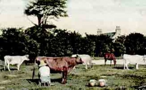 Milking in the field