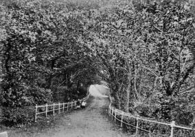 Albumen print of Rozel lane