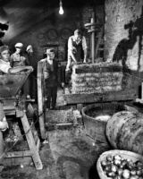 Frank Pinel supervises cider making at Les Ruettes in 1958