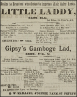 Hedley William Maillard was farming at Les Augerez Farm, St Peter in 1919 when he advertised two of his bulls, with service fees of 10 shillings,in the Chronique de Jersey