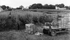 Stonewall Orchard