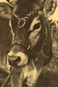 A Jersey cow