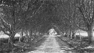 Oak Lane, 1906